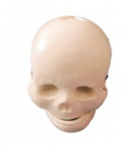 Explore the mystery of newborn, baby skull model - the care and mystery of life